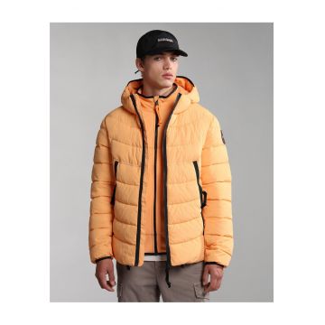 Jacheta matlasata Ambato -